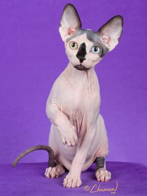 tica sphynx breeders